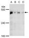 Transformation/Transcription Domain Associated Protein antibody, GTX129507, GeneTex, Western Blot image 