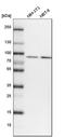 VPS35 Retromer Complex Component antibody, HPA040802, Atlas Antibodies, Western Blot image 