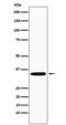 G Protein Subunit Beta 2 antibody, M03535-1, Boster Biological Technology, Western Blot image 