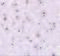 Nanos C2HC-Type Zinc Finger 1 antibody, 4683, ProSci Inc, Immunohistochemistry frozen image 