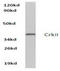CRK Proto-Oncogene, Adaptor Protein antibody, AP06075PU-N, Origene, Western Blot image 