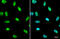 O-Linked N-Acetylglucosamine (GlcNAc) Transferase antibody, GTX110136, GeneTex, Immunofluorescence image 
