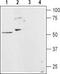 Histamine Receptor H1 antibody, TA328863, Origene, Western Blot image 