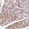Epsin-3 antibody, HPA055546, Atlas Antibodies, Immunohistochemistry frozen image 