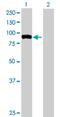 F-Box Protein 40 antibody, H00051725-B01P, Novus Biologicals, Western Blot image 