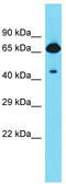 FERM domain-containing protein 6 antibody, TA338816, Origene, Western Blot image 