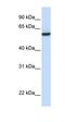 Nuclear pore glycoprotein p62 antibody, orb330473, Biorbyt, Western Blot image 