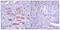 Neutrophil cytosol factor 4 antibody, LS-C117767, Lifespan Biosciences, Immunohistochemistry paraffin image 