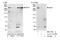 UBR5 antibody, NBP1-71802, Novus Biologicals, Western Blot image 