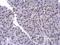 Poly(U) Binding Splicing Factor 60 antibody, NBP2-43836, Novus Biologicals, Immunohistochemistry paraffin image 