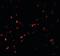 Myocardial Zonula Adherens Protein antibody, orb95602, Biorbyt, Immunofluorescence image 