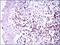 Paired box protein Pax-5 antibody, MA5-17143, Invitrogen Antibodies, Immunohistochemistry frozen image 