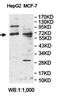 Zinc Finger Protein 792 antibody, orb78302, Biorbyt, Western Blot image 