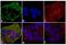 Mouse IgG antibody, A-10684, Invitrogen Antibodies, Immunofluorescence image 