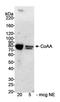 RNA Binding Motif Protein 14 antibody, A300-331A, Bethyl Labs, Western Blot image 