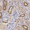 Transporter 2, ATP Binding Cassette Subfamily B Member antibody, LS-B14864, Lifespan Biosciences, Immunohistochemistry frozen image 
