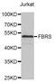 Probable fibrosin-1 long transcript protein antibody, STJ26964, St John