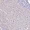 p24 antibody, HPA036576, Atlas Antibodies, Immunohistochemistry frozen image 