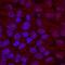 Jade Family PHD Finger 1 antibody, MAB6275, R&D Systems, Immunofluorescence image 