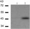 Keratin 18 antibody, TA321085, Origene, Western Blot image 