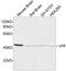 Cyclin-dependent kinase 5 activator 2 antibody, LS-B13691, Lifespan Biosciences, Western Blot image 