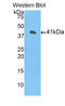 Histone Cluster 1 H2A Family Member J antibody, LS-C303100, Lifespan Biosciences, Western Blot image 