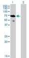 SH2 Domain Containing 3A antibody, MA5-20897, Invitrogen Antibodies, Western Blot image 