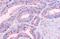 Olfactory receptor 51E1 antibody, MBS244173, MyBioSource, Immunohistochemistry paraffin image 