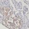 SUB1 Regulator Of Transcription antibody, FNab08368, FineTest, Immunohistochemistry frozen image 