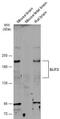 Slit Guidance Ligand 2 antibody, NBP2-20398, Novus Biologicals, Western Blot image 