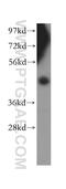 Frp antibody, 15328-1-AP, Proteintech Group, Western Blot image 