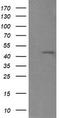 Ring Finger Protein 39 antibody, CF505912, Origene, Western Blot image 