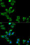 Glutamate-Ammonia Ligase antibody, A03191-1, Boster Biological Technology, Western Blot image 