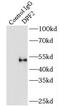 Zinc finger protein ubi-d4 antibody, FNab02515, FineTest, Immunoprecipitation image 