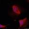 Bone Morphogenetic Protein 7 antibody, orb213608, Biorbyt, Immunofluorescence image 