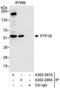 PTPN1 antibody, A302-298A, Bethyl Labs, Immunoprecipitation image 