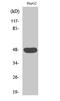 Cell adhesion molecule 2 antibody, A06688-1, Boster Biological Technology, Western Blot image 