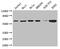 Chaperonin Containing TCP1 Subunit 8 antibody, CSB-PA004873LA01HU, Cusabio, Western Blot image 