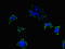 ATPase Plasma Membrane Ca2+ Transporting 2 antibody, orb40077, Biorbyt, Immunocytochemistry image 