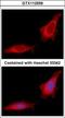 Glucosidase Alpha, Neutral C antibody, GTX112559, GeneTex, Immunocytochemistry image 