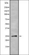 Sodium channel subunit beta-1 antibody, orb338726, Biorbyt, Western Blot image 