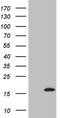 Natriuretic Peptide B antibody, CF809041, Origene, Western Blot image 