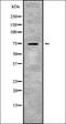 Solute Carrier Family 24 Member 2 antibody, orb338736, Biorbyt, Western Blot image 