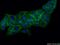 Moesin antibody, 26053-1-AP, Proteintech Group, Immunofluorescence image 