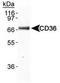 Platelet glycoprotein 4 antibody, TA301402, Origene, Western Blot image 