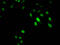 Histone Cluster 1 H1 Family Member E antibody, LS-C670385, Lifespan Biosciences, Immunofluorescence image 