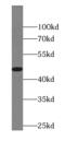 Family With Sequence Similarity 8 Member A1 antibody, FNab02998, FineTest, Western Blot image 