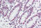 Polypyrimidine Tract Binding Protein 1 antibody, MBS242599, MyBioSource, Immunohistochemistry frozen image 