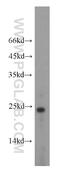 PTHR antibody, 10817-1-AP, Proteintech Group, Western Blot image 