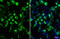 HA tag antibody, GTX628489, GeneTex, Immunofluorescence image 